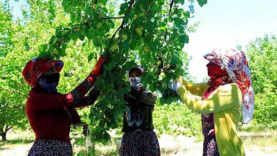 Sarı Altın Hasadı Başladı