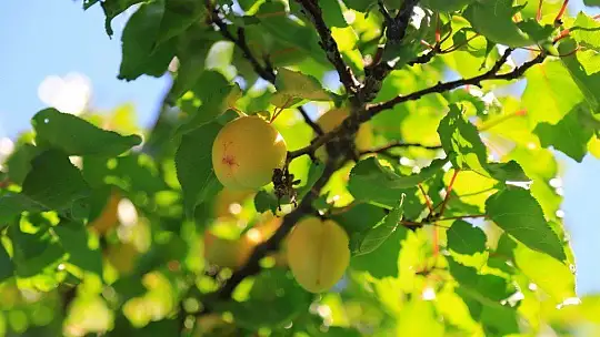 Sarı Altın Hasadı Başladı