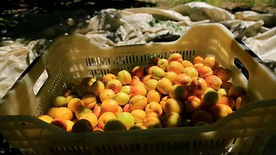 Sarı Altın Hasadı Başladı