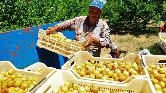 Sarı Altın Hasadı Başladı
