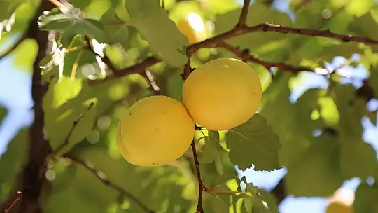 Sarı Altın Hasadı Başladı