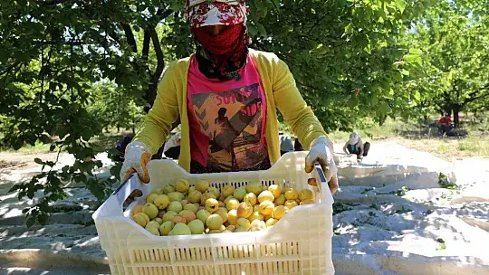 Sarı Altın Hasadı Başladı