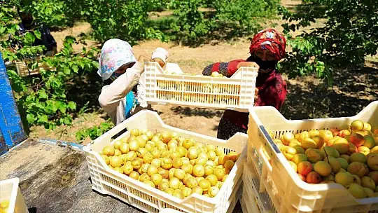 Sarı Altın Hasadı Başladı