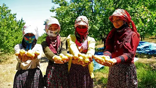 Sarı Altın Hasadı Başladı