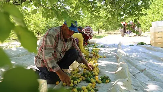 Sarı Altın Hasadı Başladı