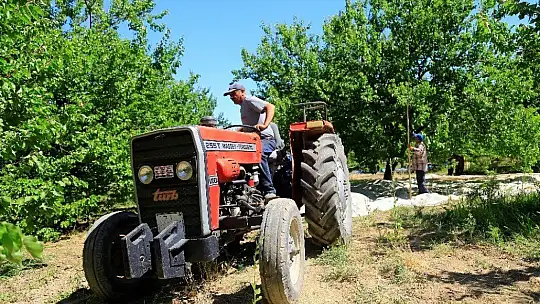 Sarı Altın Hasadı Başladı