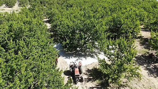 Sarı Altın Hasadı Başladı