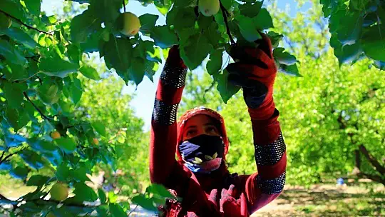 Sarı Altın Hasadı Başladı