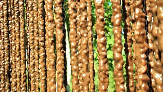 Elazığ'ın tescilli lezzeti 'orcik' için mesai başladı