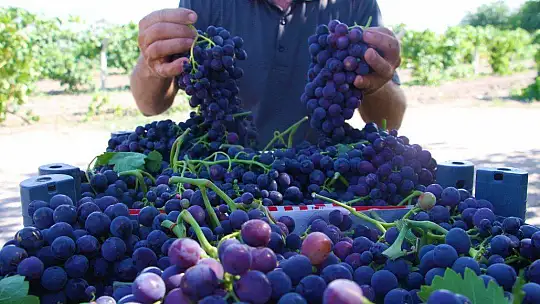 Elazığ'da erkenci üzüm hasadı