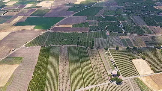 Elazığ'da erkenci üzüm hasadı