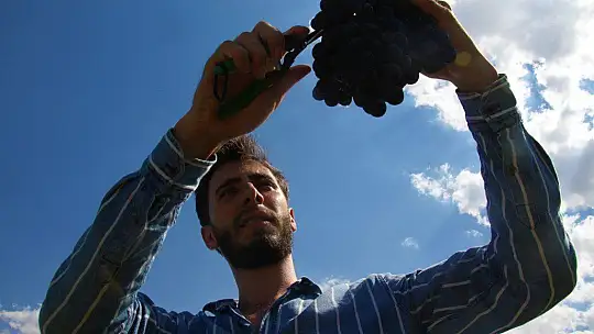 Elazığ'da erkenci üzüm hasadı