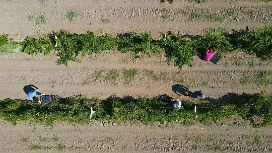 Elazığ'da erkenci üzüm hasadı