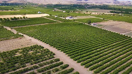 Elazığ'da erkenci üzüm hasadı