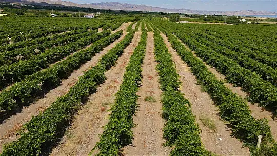 Elazığ'da erkenci üzüm hasadı