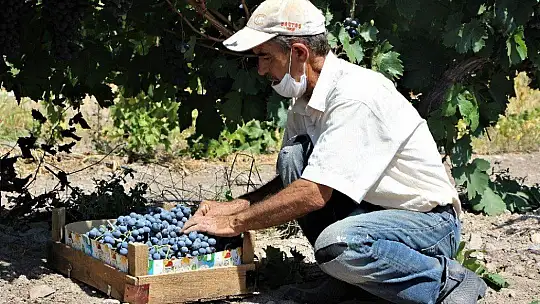 Elazığ'ın üzümde markası 'Hoşköy'de bağ bozumu heyecanı