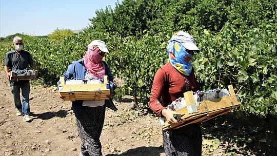 Elazığ'ın üzümde markası 'Hoşköy'de bağ bozumu heyecanı