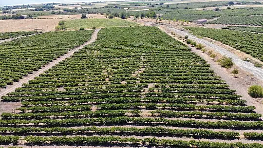 Elazığ'ın üzümde markası 'Hoşköy'de bağ bozumu heyecanı