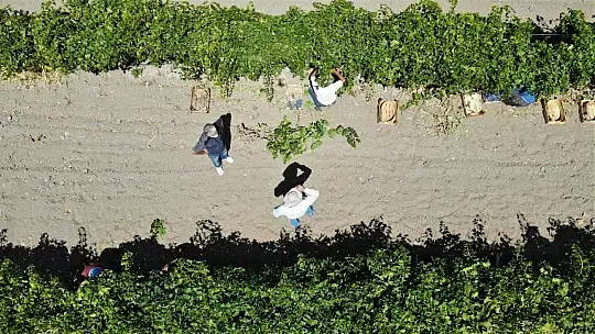 Elazığ'ın üzümde markası 'Hoşköy'de bağ bozumu heyecanı