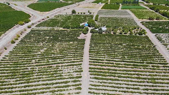 Elazığ'ın üzümde markası 'Hoşköy'de bağ bozumu heyecanı