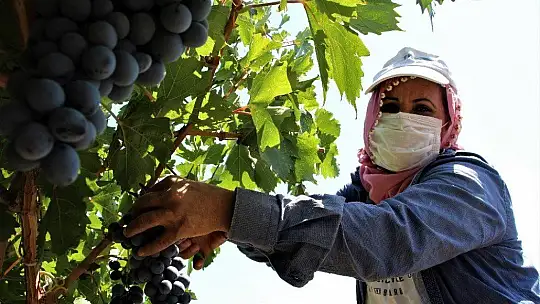 Elazığ'ın üzümde markası 'Hoşköy'de bağ bozumu heyecanı