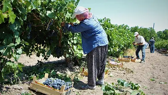 Elazığ'ın üzümde markası 'Hoşköy'de bağ bozumu heyecanı