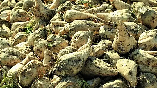 Elazığ Şeker Fabrikası pancar alım kampanyasını başlattı