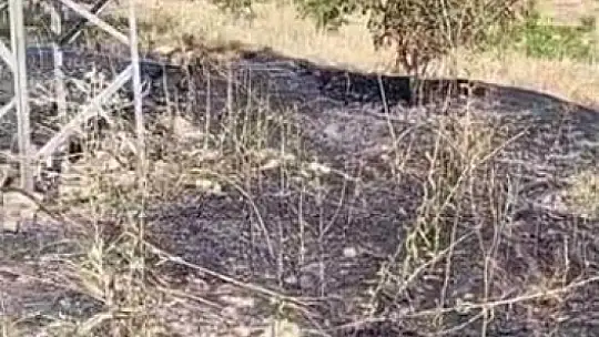 Elektrik direğinden çıkan kılvılcım 5 dönümlük bahçeyi kül etti