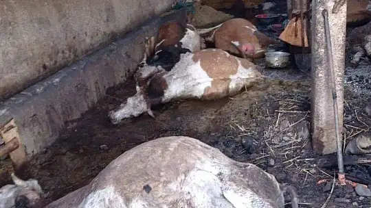 Elektrik kontağından çıkan yangın, 12 hayvanı telef etti