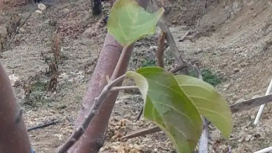 Elma ağacı mevsimleri şaşırdı, kış ayında yaprak açtı