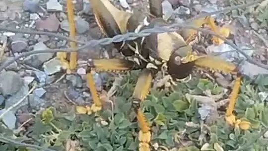 Et yiyen dev çekirge ile sohbet gülümsetti