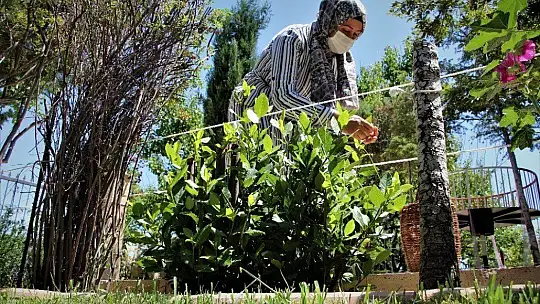Ev hanımı yaptı, bahçe değil üretim merkezi