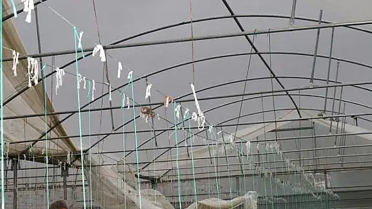 Fırtına bazı seralara zarar verdi