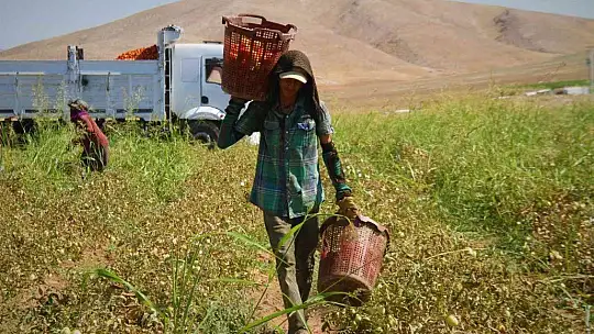 Fiyat farkını görenler neye uğradıklarını şaşırıyor: Domates tarlada 2 buçuk, markette 13 liraya satılıyor