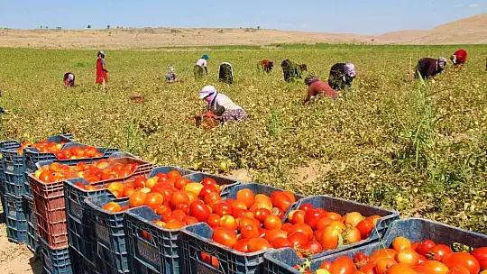 Fiyat farkını görenler neye uğradıklarını şaşırıyor: Domates tarlada 2 buçuk, markette 13 liraya satılıyor