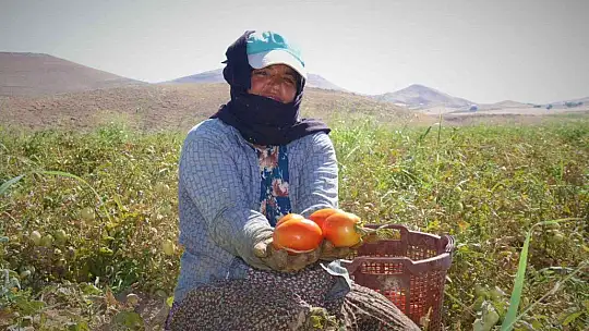 Fiyat farkını görenler neye uğradıklarını şaşırıyor: Domates tarlada 2 buçuk, markette 13 liraya satılıyor
