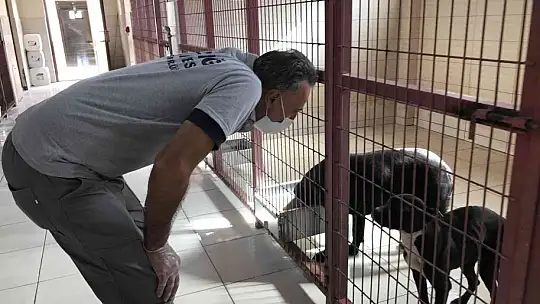 Geçici Hayvan Bakımevi Rehabilitasyon Merkezi'nde 5 yılda 8 bin hayvan tedavi edildi