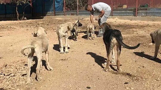 Geçici Hayvan Bakımevi Rehabilitasyon Merkezi'nde 5 yılda 8 bin hayvan tedavi edildi