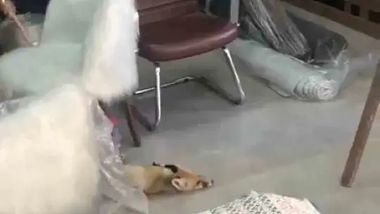 Girdiği dükkandan çıkmak istemeyen tilki, ölü taklidi yaptı