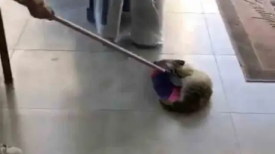 Girdiği dükkandan çıkmak istemeyen tilki, ölü taklidi yaptı