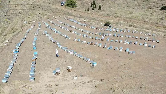 Güneş altında mesai zorlu ama hasat 'tatlı'