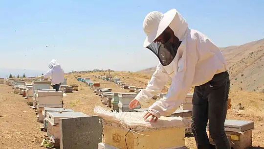 Güneş altında mesai zorlu ama hasat 'tatlı'