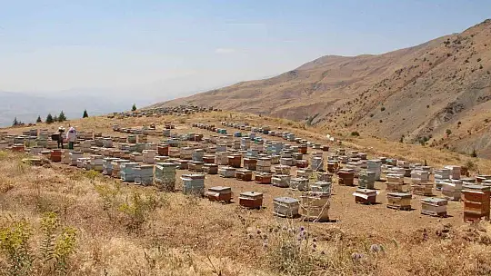 Güneş altında mesai zorlu ama hasat 'tatlı'
