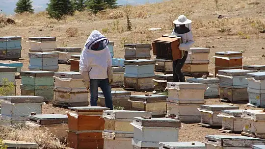 Güneş altında mesai zorlu ama hasat 'tatlı'