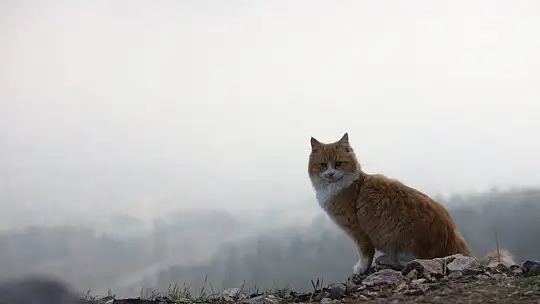 Harput'ta sis bulutlarının görsel şöleni