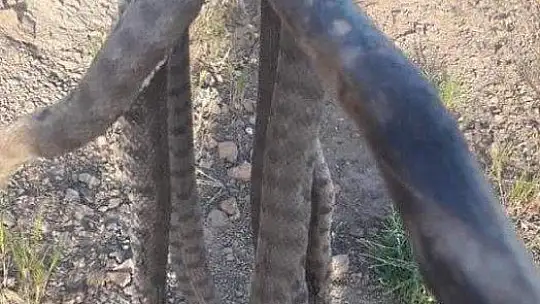 Havalar ısındı, yılanlar ortaya çıktı