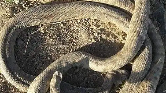 Havalar ısındı, yılanlar ortaya çıktı