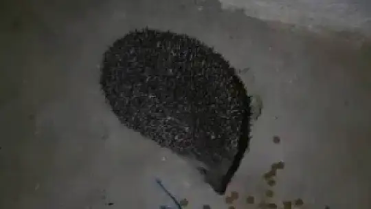 Her gün yanına gelen kirpiyi elleri ile besliyor