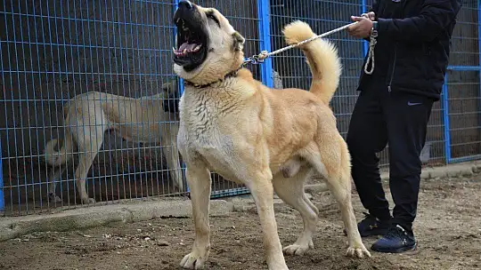 Hobisini işe dönüştüren vatandaş insan boyunda çoban köpekleriyle çiftlik kurdu