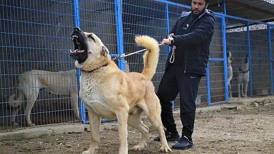Hobisini işe dönüştüren vatandaş insan boyunda çoban köpekleriyle çiftlik kurdu